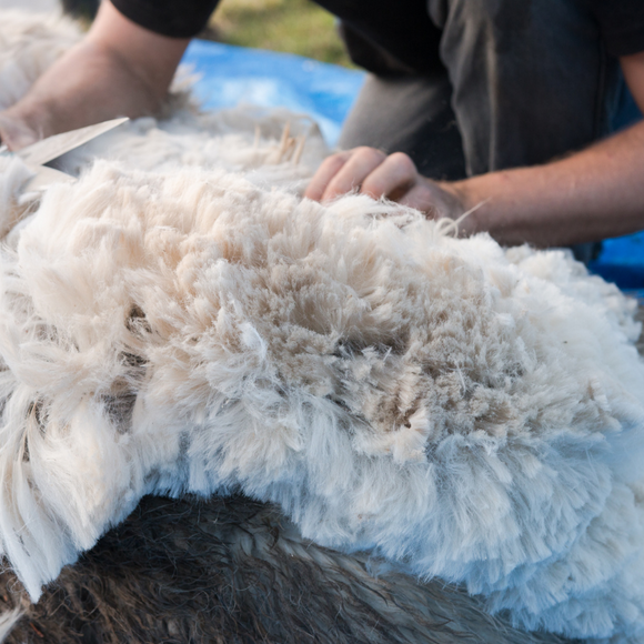 All About Alpaca Fleece