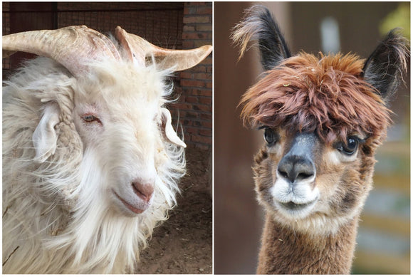 Alpaca vs. Cashmere: What’s the Difference?