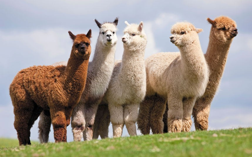 What's So Special About Alpaca Wool?